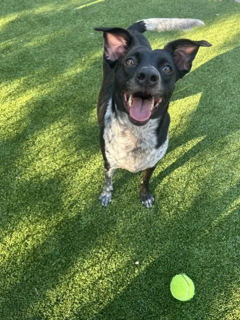 An adult medium-sized female Border Collie dog named Juniper for adoption in Allen, TX