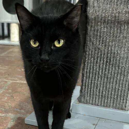 An adult small-sized female Black Domestic Short Hair cat named Rove for adoption in Tipp City, OH