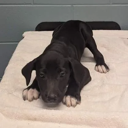 A young large-sized male Labrador Retriever dog named Saturn for adoption in Kansas City, MO
