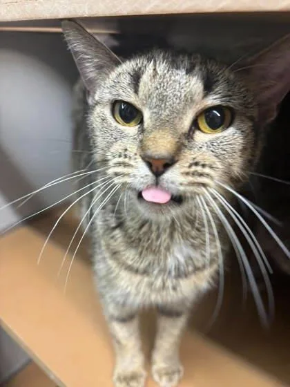 A young small-sized female Domestic Short Hair cat named Dolly for adoption in Paducah, KY