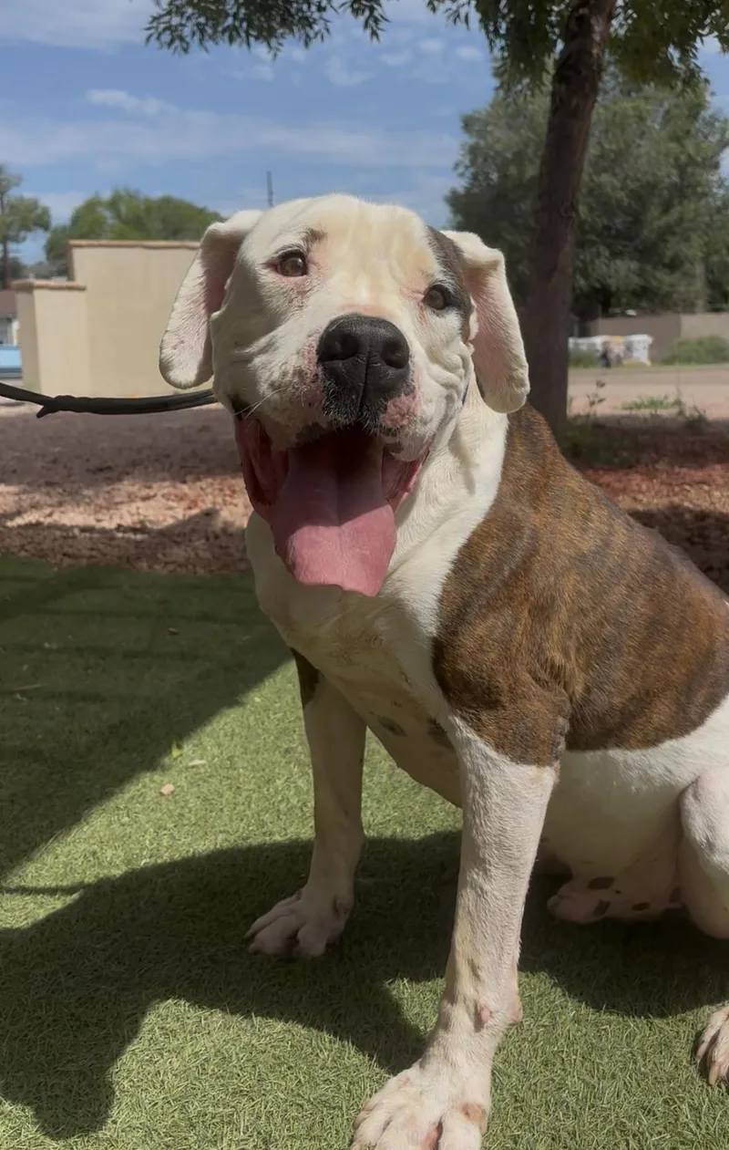 A senior large-sized male White / Cream American Bulldog dog named Chance for adoption in Payson, AZ