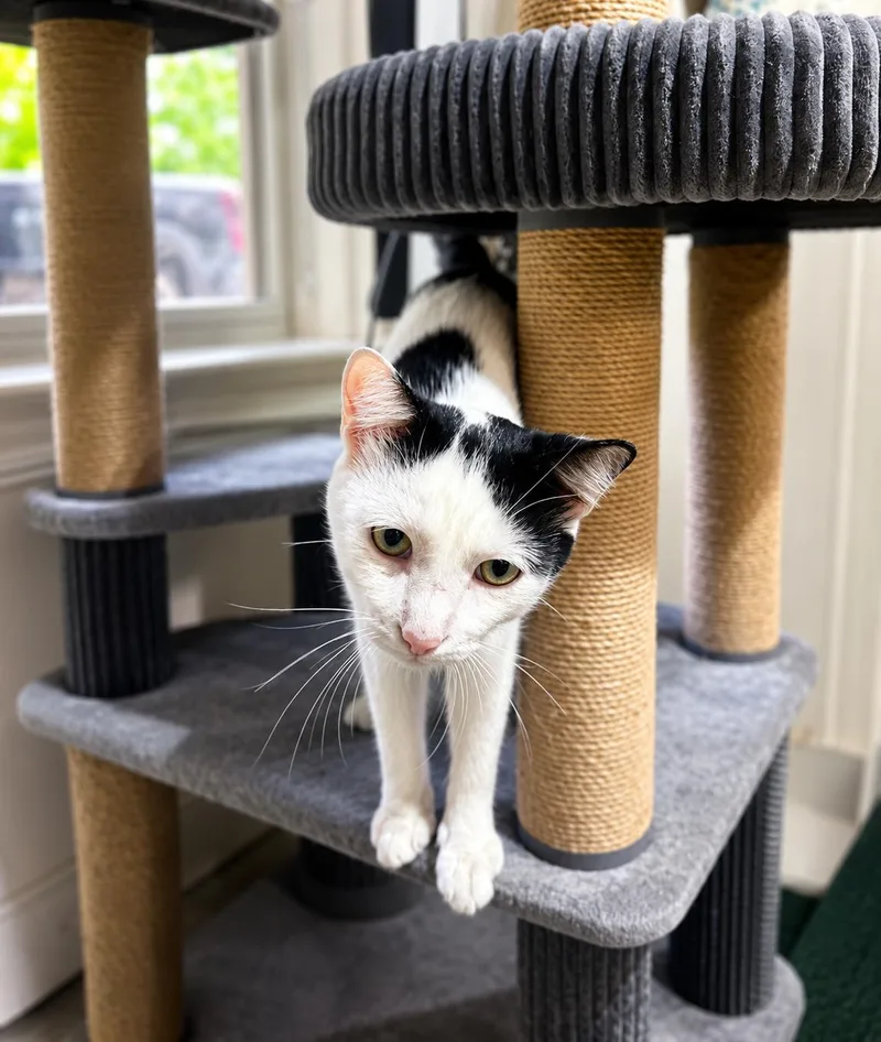 A baby medium-sized male Black & White / Tuxedo Domestic Short Hair cat named Artemis for adoption in Nashville, TN