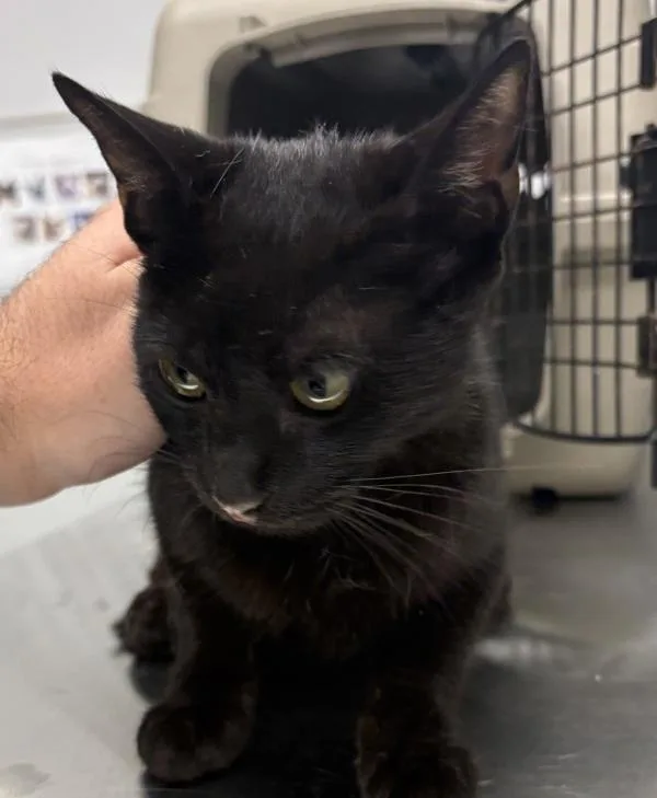 A young small-sized female Domestic Short Hair cat named If  Garnet for adoption in Lawrenceville, GA
