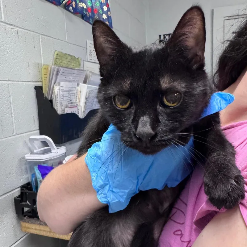 An adult medium-sized female Black Domestic Short Hair cat named Pup Pup for adoption in Summerville, SC