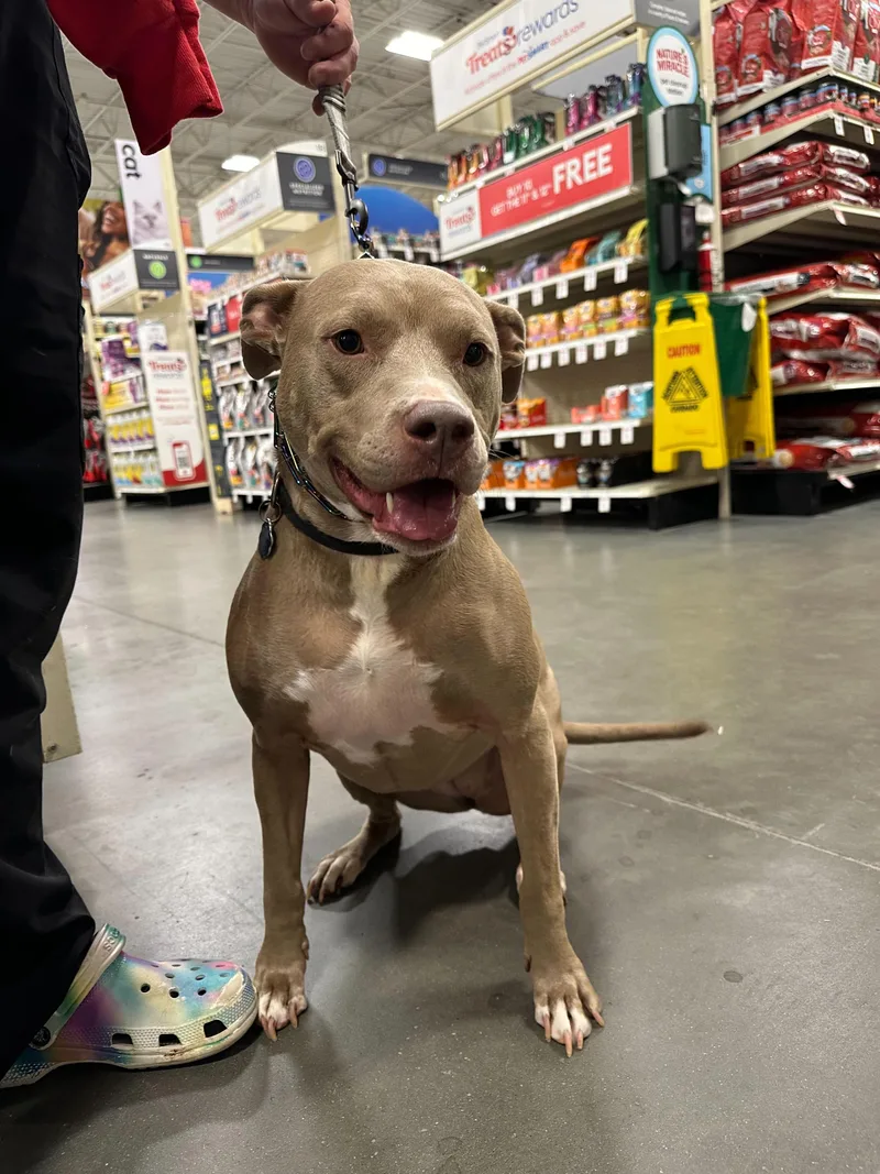 An adult large-sized female Pit Bull Terrier dog named Crystal for adoption in Winder, GA