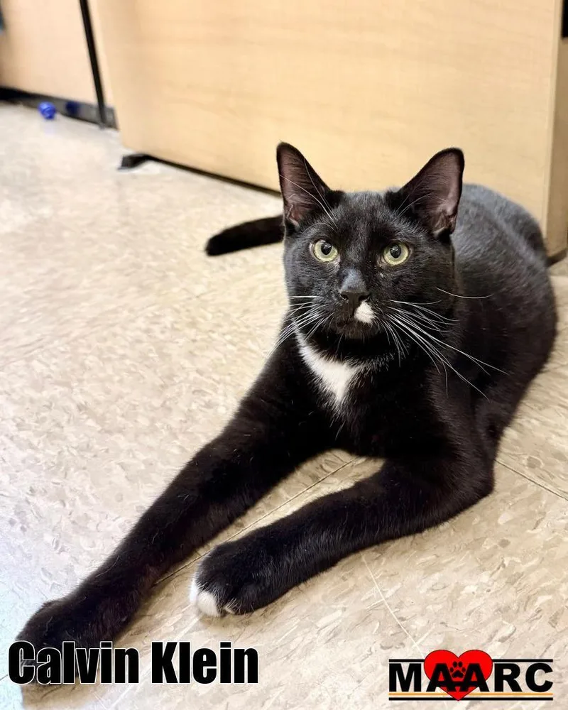 A baby small-sized male Domestic Short Hair cat named Calvin Klein for adoption in Maryville, TN