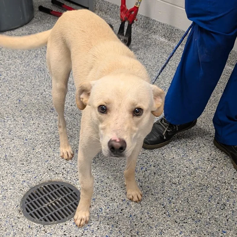 A young medium-sized male Yellow / Tan / Blond / Fawn Mixed Breed dog named Mance for adoption in Greenville, SC