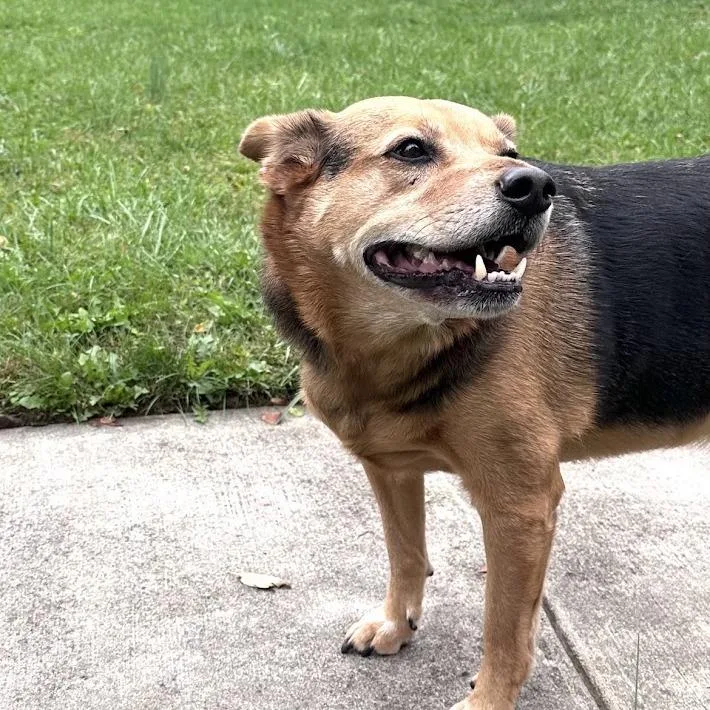 A senior large-sized male Brown / Chocolate German Shepherd Dog named Huck for adoption in Verona, VA