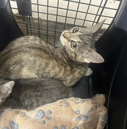 A baby small-sized female Domestic Short Hair cat named Paris for adoption in Palm Coast, FL