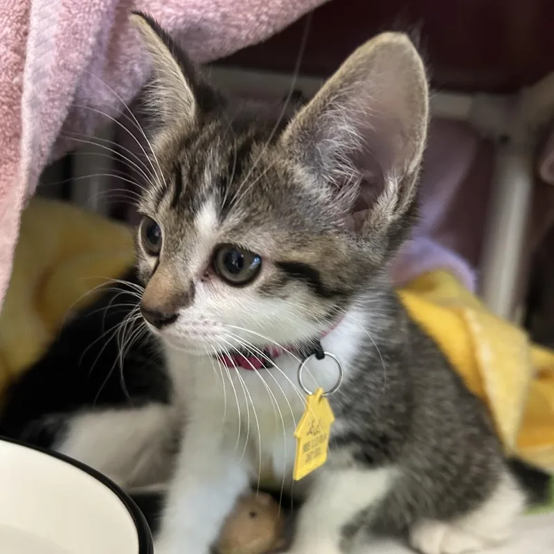 A baby small-sized female Brown / Chocolate Domestic Short Hair cat named Jackie for adoption in Springfield, MA