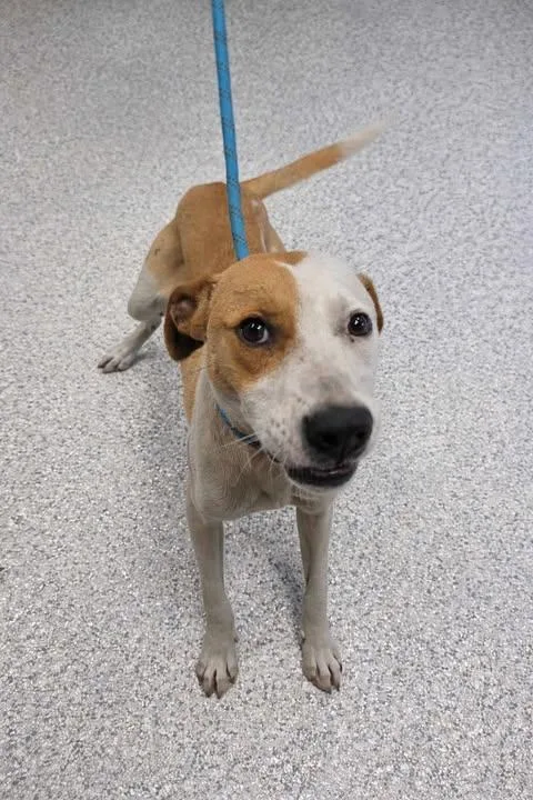 A young medium-sized male Pit Bull Terrier dog named Buster for adoption in Livingston, LA
