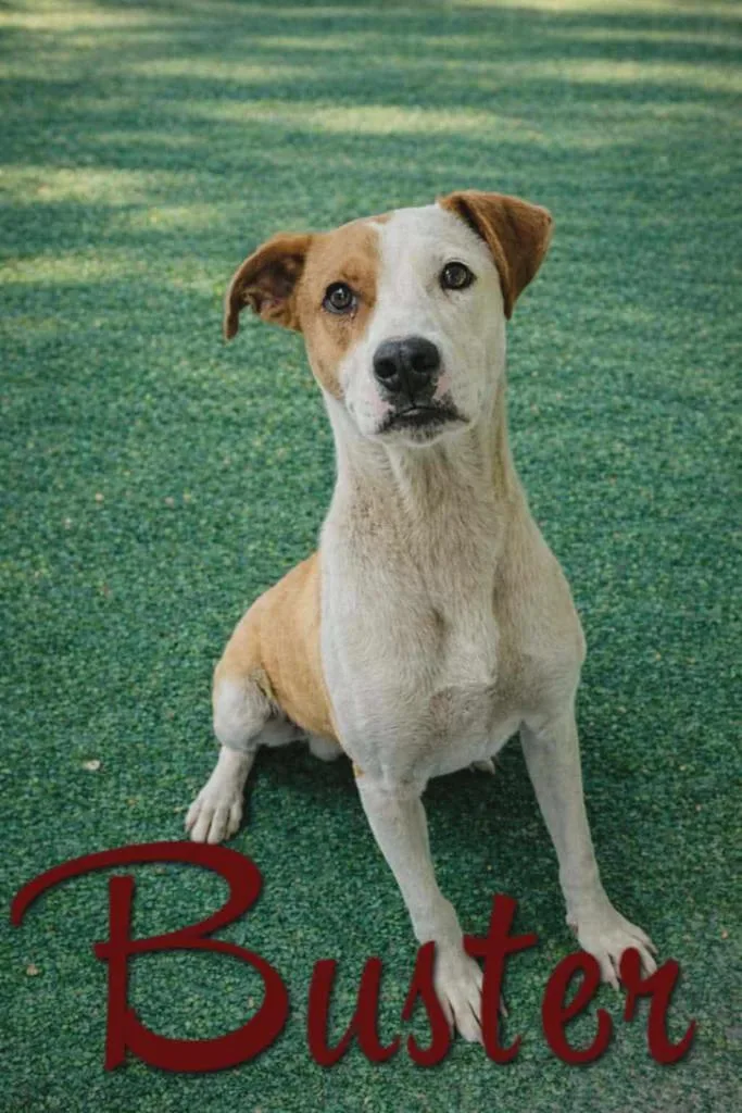 Buster thumbnail 2