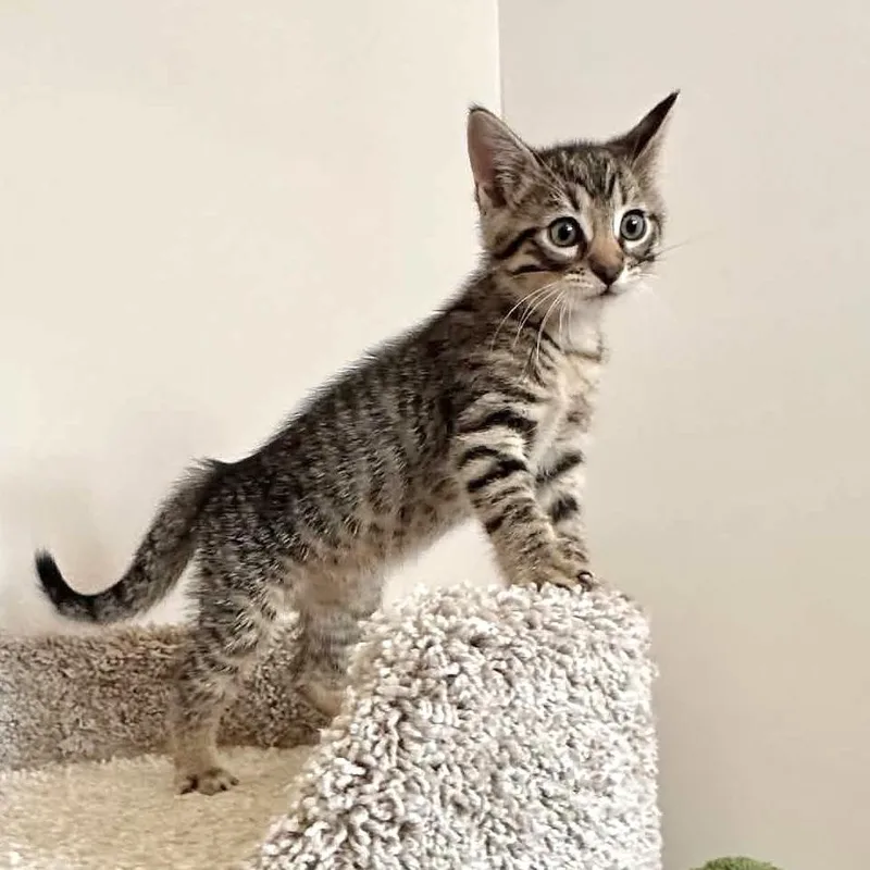 A baby medium-sized female Tabby (Brown / Chocolate) Domestic Short Hair cat named Pip Bean for adoption in Muskego, WI