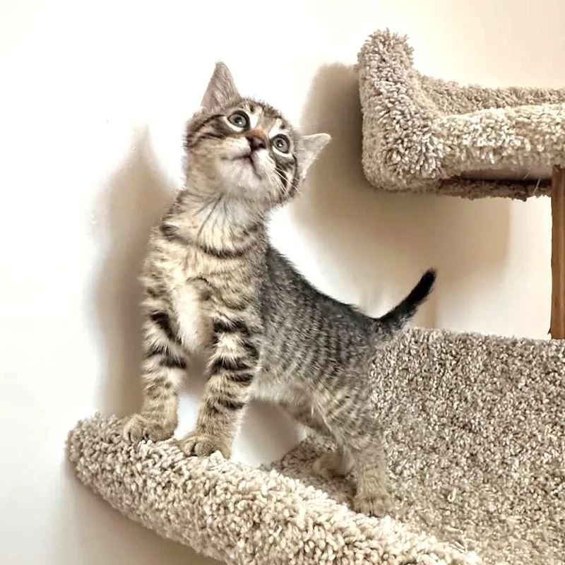 Pip Bean thumbnail 3