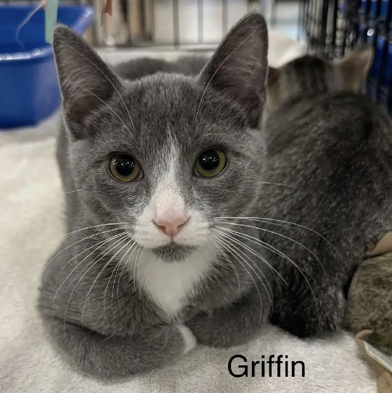 Griffin thumbnail 2