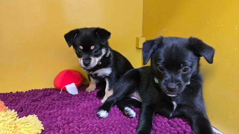 A baby small-sized female Chihuahua dog named Tip Toe for adoption in Los Angeles, CA