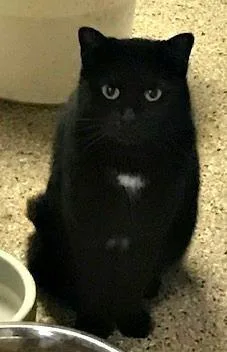 A senior small-sized female Domestic Short Hair cat named Iris for adoption in Ballwin, MO