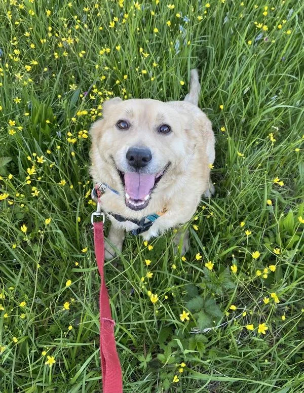 A senior medium-sized female Mixed Breed dog named Emily for adoption in Vancouver, WA