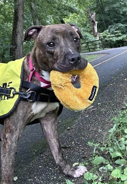 An adult medium-sized male Pit Bull Terrier dog named Bark Ruffalo for adoption in Washington, DC