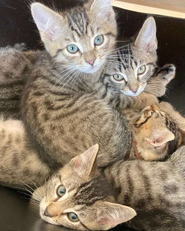 A baby small-sized male Tabby (Brown / Chocolate) Domestic Short Hair cat named Indy for adoption in Orange, CA