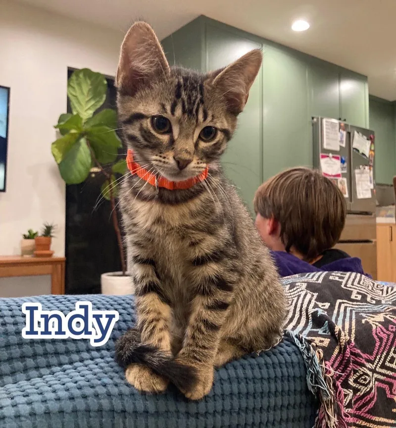 Indy thumbnail 2