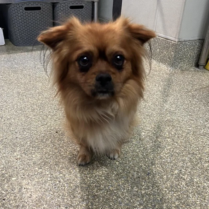 A young small-sized male Red / Chestnut / Orange Tibetan Spaniel dog named IVHSStray for adoption in San Gabriel, CA