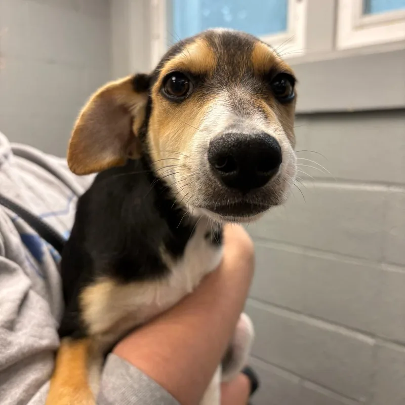 A baby small-sized female Black Hound dog named Mia for adoption in Allentown, PA