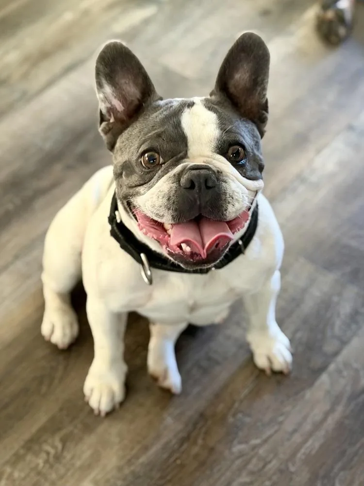 An adult small-sized female French Bulldog dog named Ursula for adoption in Los Angeles, CA