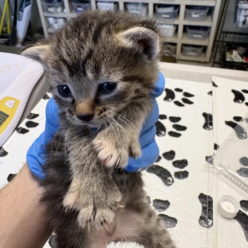A baby small-sized female Brown / Chocolate Domestic Short Hair cat named Peach Cobbler for adoption in Mount Juliet, TN