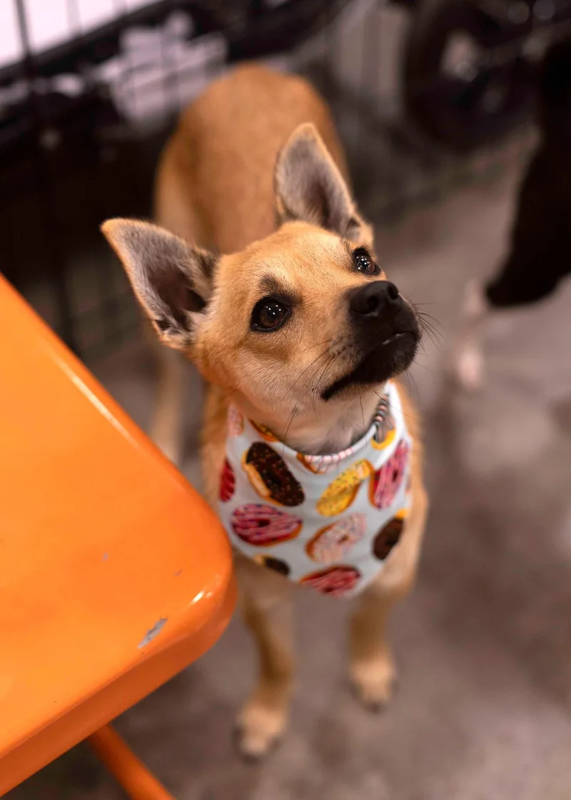 Louboutin thumbnail 3