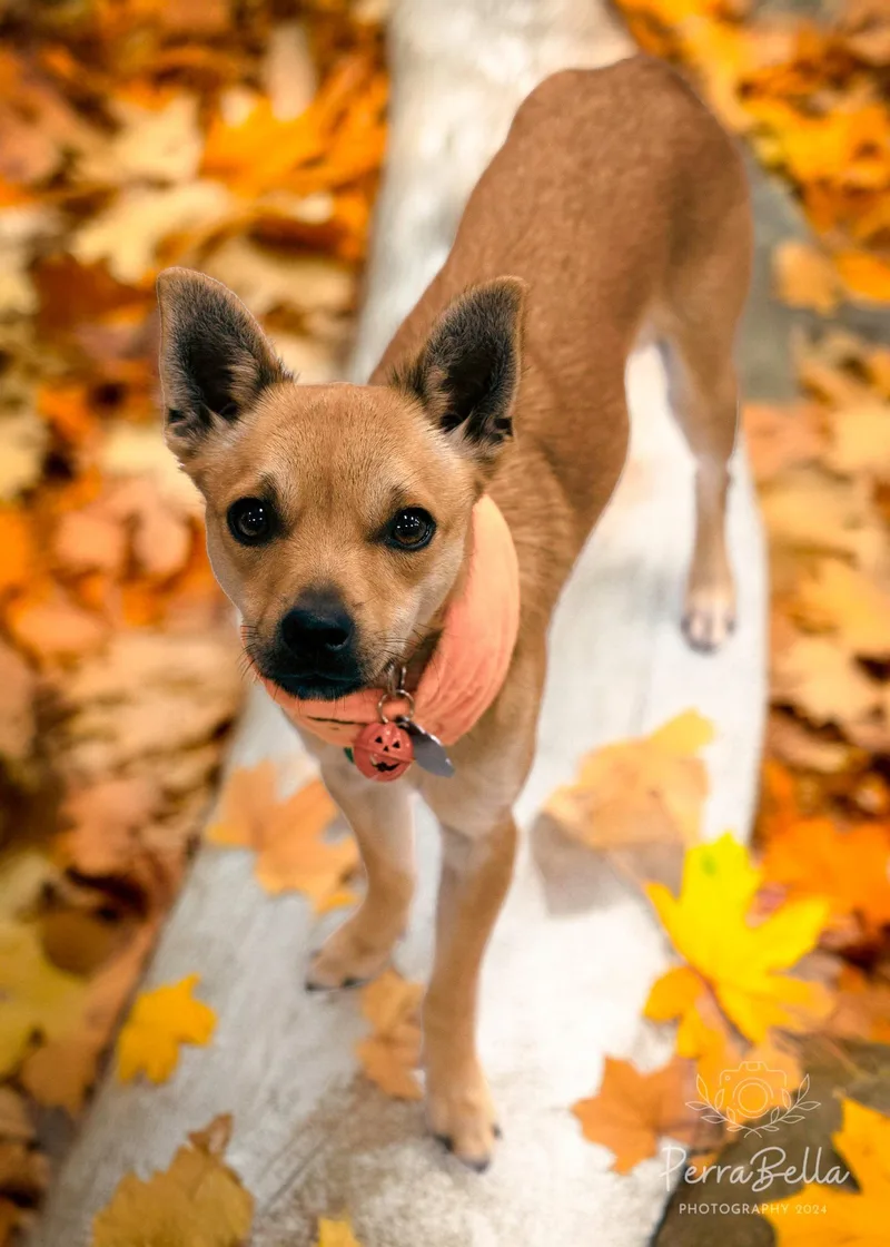 Louboutin thumbnail 5