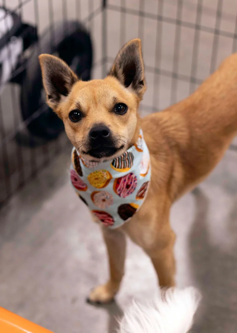 Louboutin thumbnail 6