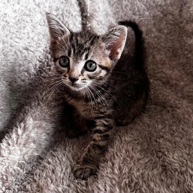 A baby small-sized female Buff / Tan / Fawn Domestic Short Hair cat named Wilma for adoption in Wichita, KS
