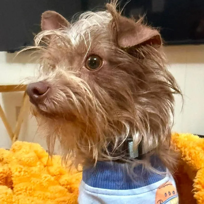 An adult small-sized male White / Cream Yorkshire Terrier dog named Watson for adoption in Austin, TX