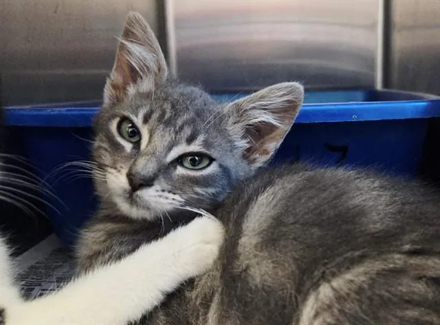 A baby small-sized male Domestic Short Hair cat named Nickel for adoption in Martinez, CA