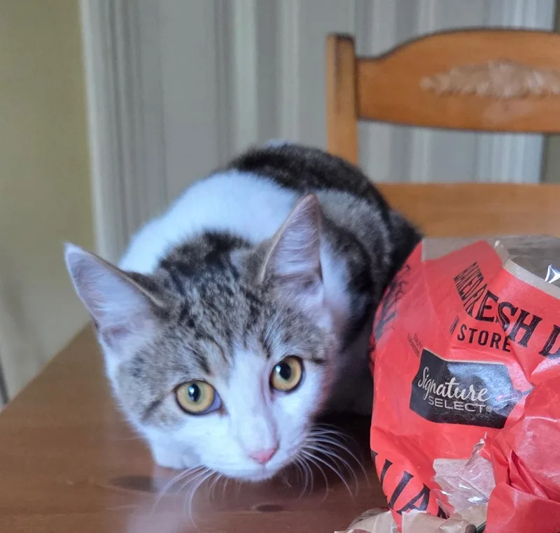 Stevie Nicks thumbnail 2