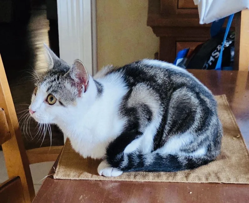 Stevie Nicks thumbnail 3