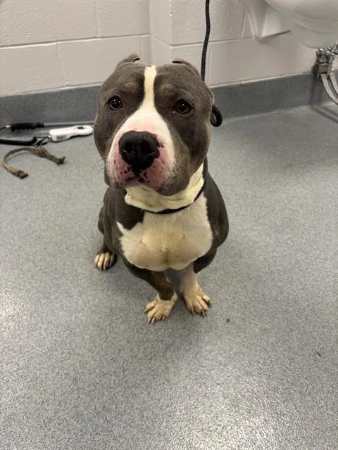 An adult extra large-sized male Pit Bull Terrier dog named Donald for adoption in Indianapolis, IN