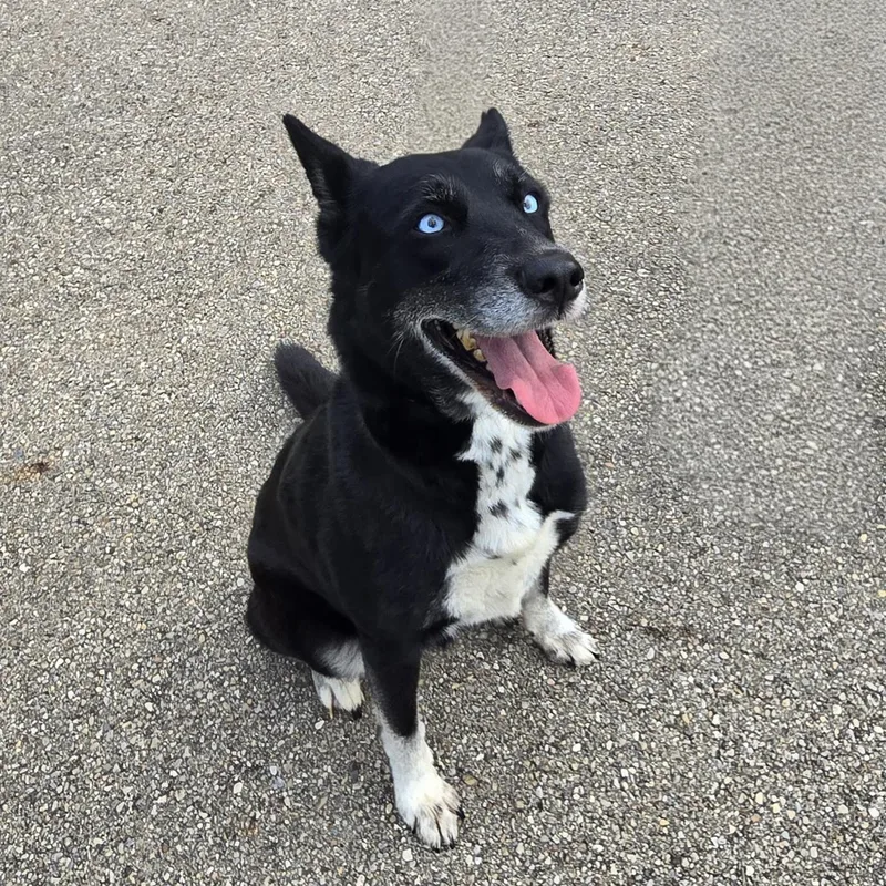 An adult medium-sized female Black Siberian Husky dog named Tippy for adoption in Xenia , OH