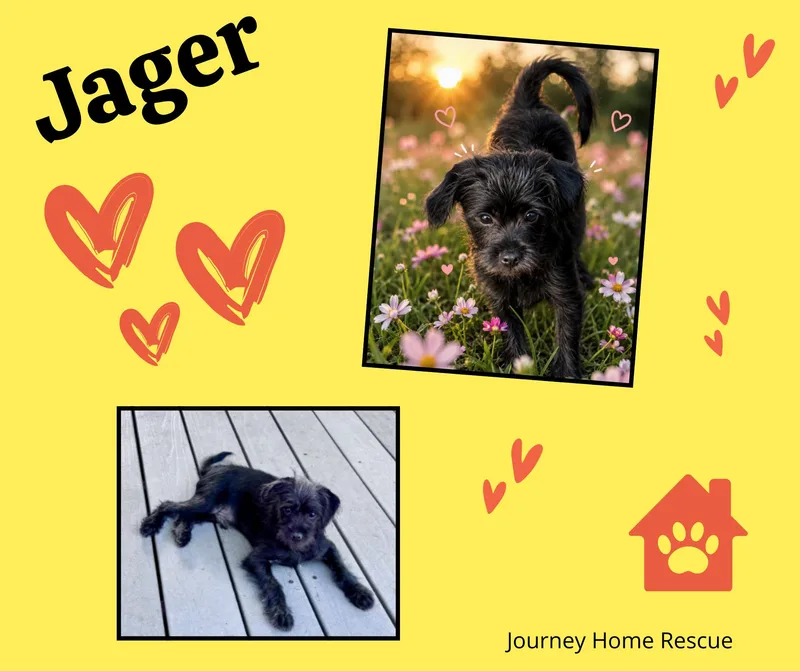 A young small-sized male Black Chihuahua dog named Jager for adoption in East Wenatchee, WA