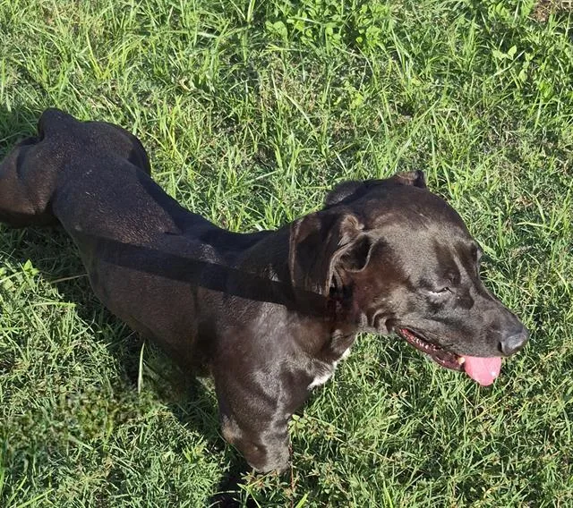 An adult medium-sized male American Staffordshire Terrier dog named Ralph for adoption in San Antonio, TX