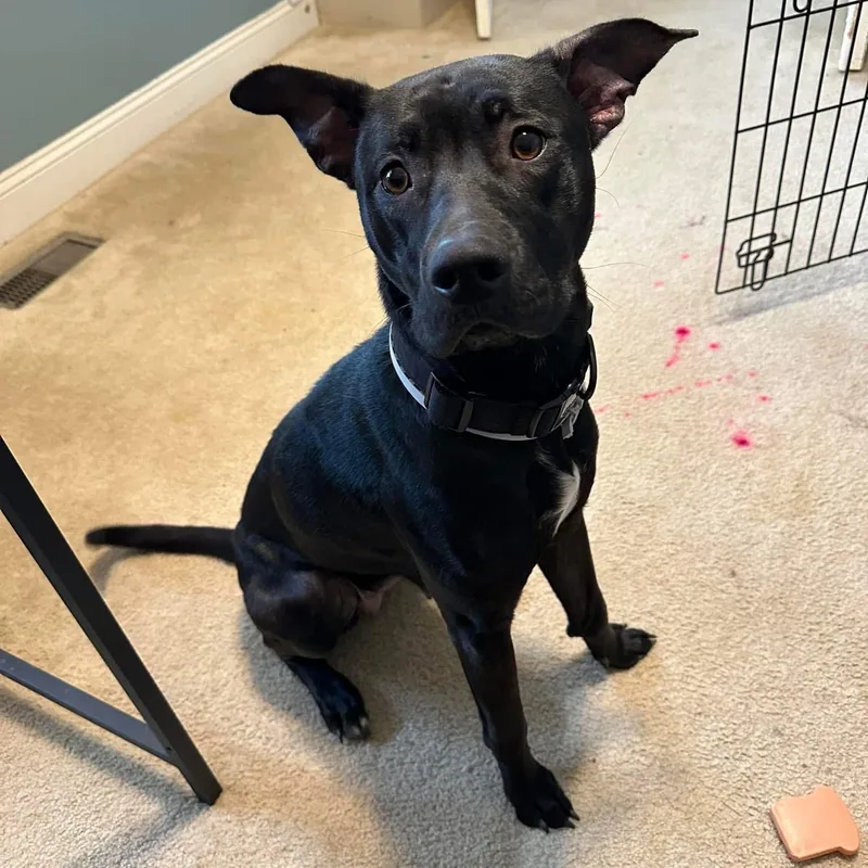A young medium-sized female Black Labrador Retriever dog named Lexie for adoption in Chesapeake Beach, MD