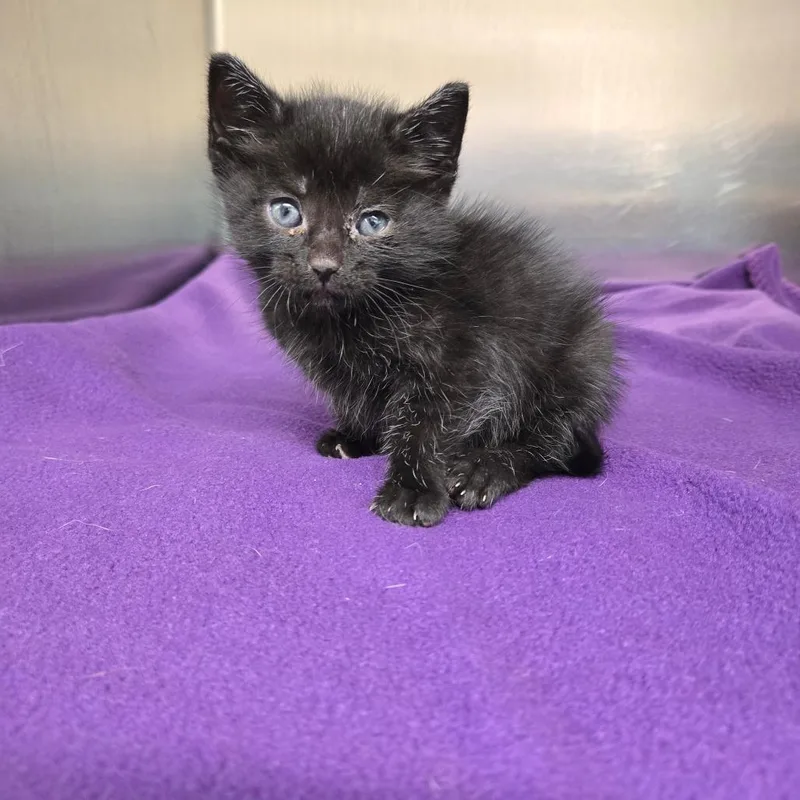 A baby small-sized male Black Domestic Short Hair cat named Aldean for adoption in Newport, TN