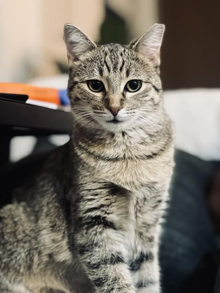 Tiny Hermione thumbnail 3