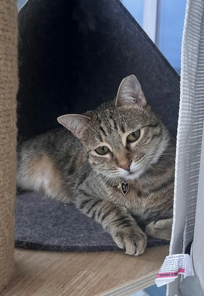 Tiny Hermione thumbnail 5