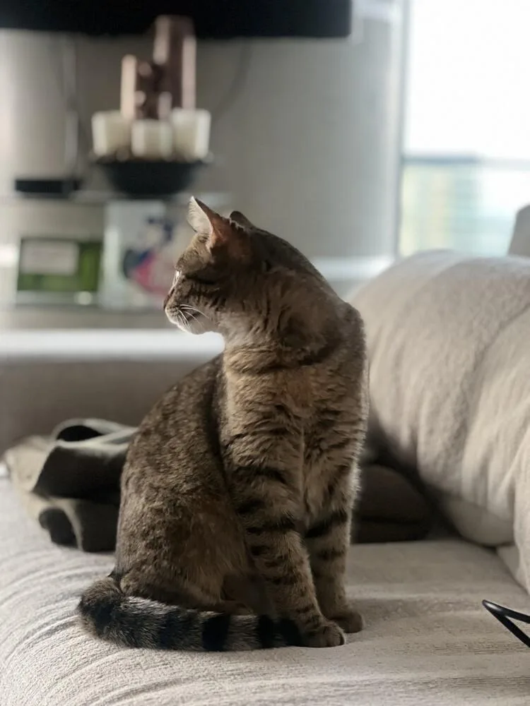 Tiny Hermione thumbnail 6