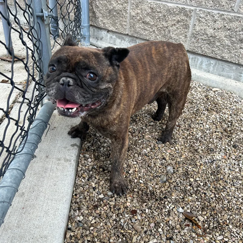 An adult small-sized male French Bulldog dog named Boomer for adoption in Lindon, UT