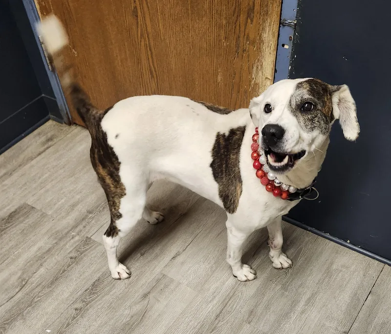 An adult medium-sized female White / Cream Pit Bull Terrier dog named Vienna for adoption in Mansfield, OH