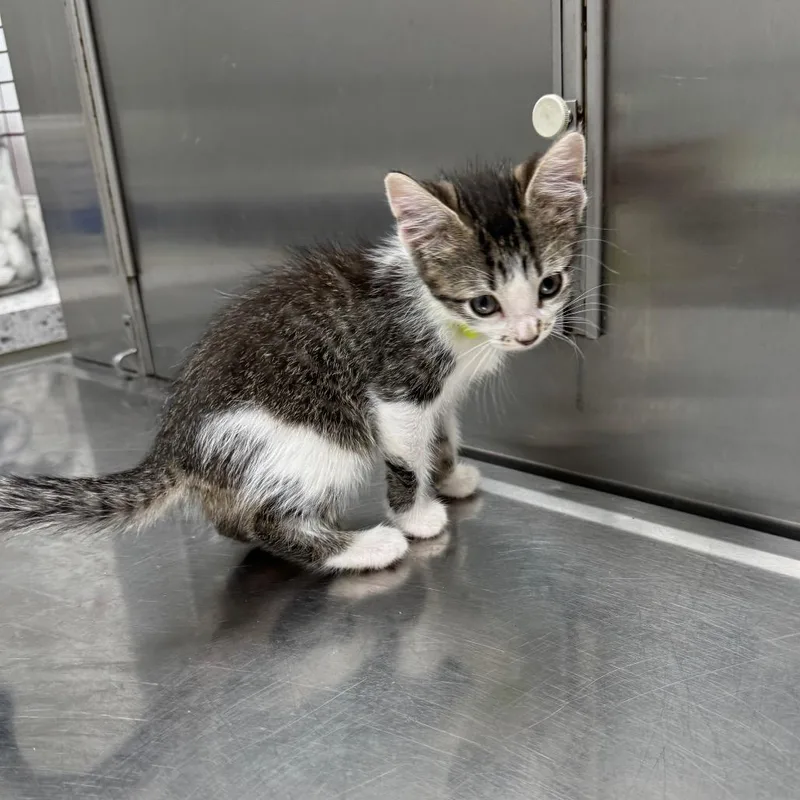 A baby small-sized female White Domestic Short Hair cat named Peacan for adoption in Normal, IL