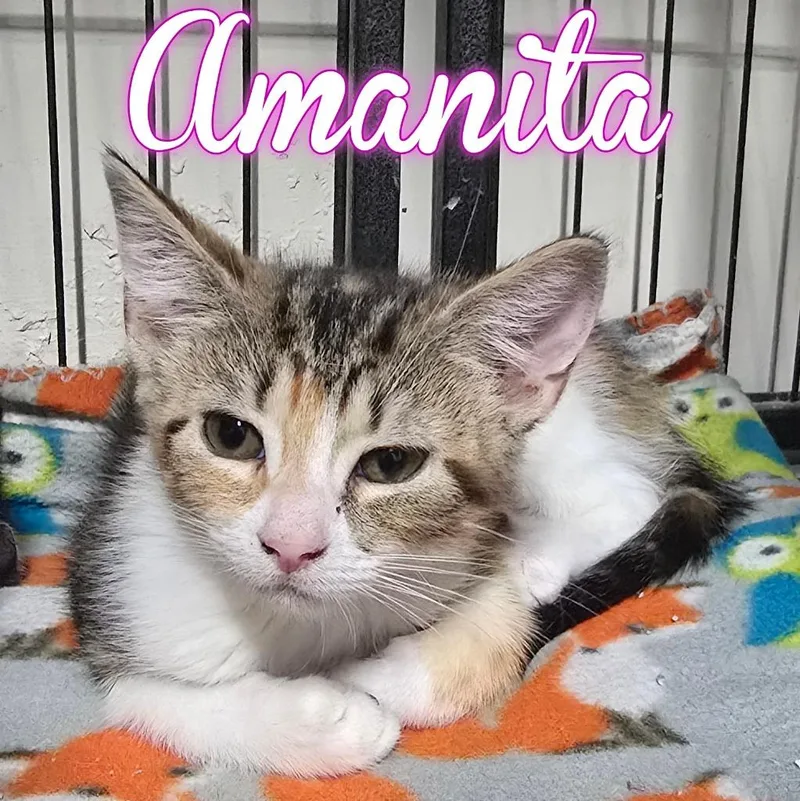 A baby small-sized female Domestic Short Hair cat named Amanita for adoption in Hillsboro, OH